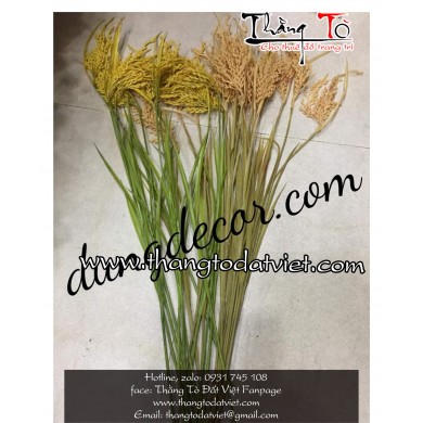 cho thuê cây lúa đẹp